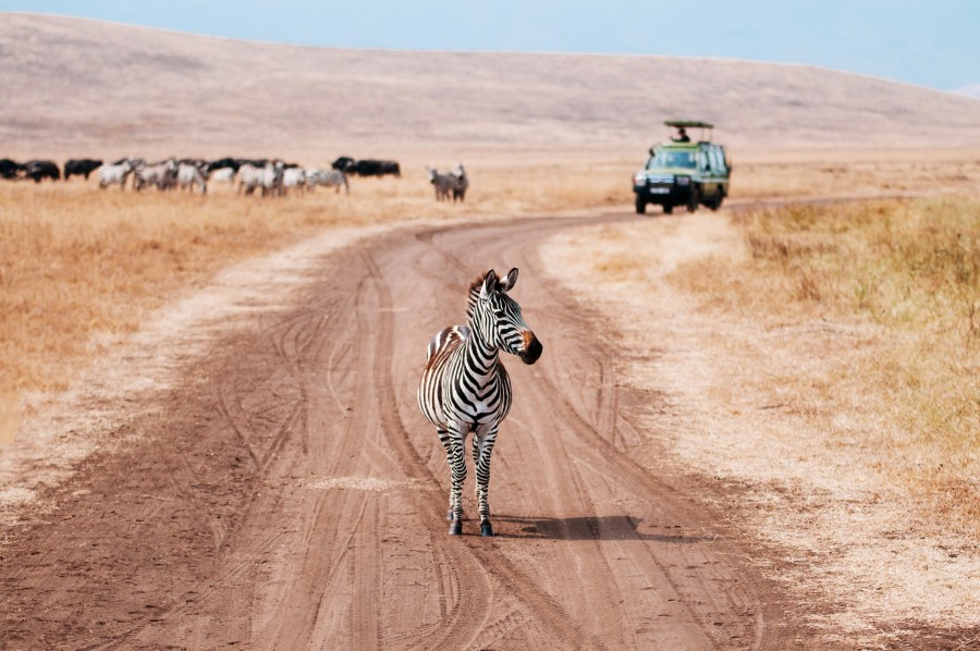 Comment organiser un safari photo en Afrique pour capturer des moments inoubliables ?