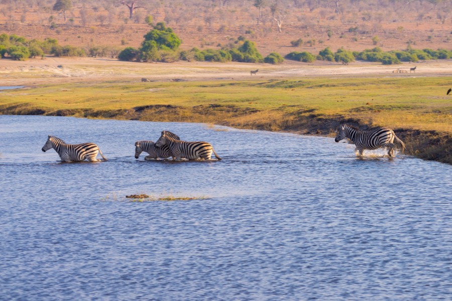 Où peut-on observer les Big Five en Afrique ?