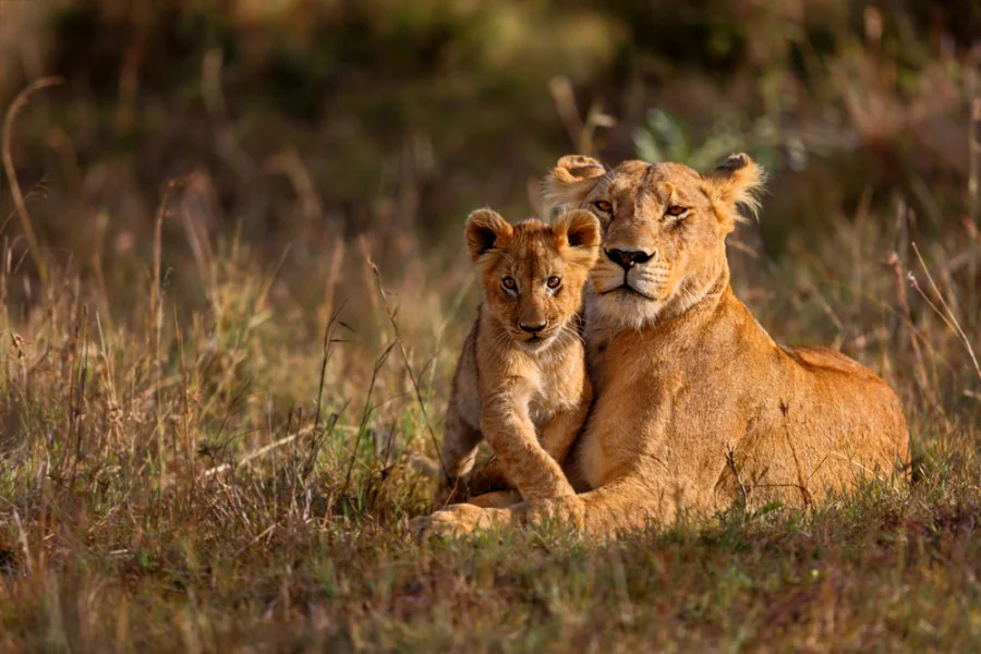 Quels sont les animaux qui vivent dans la savane ?