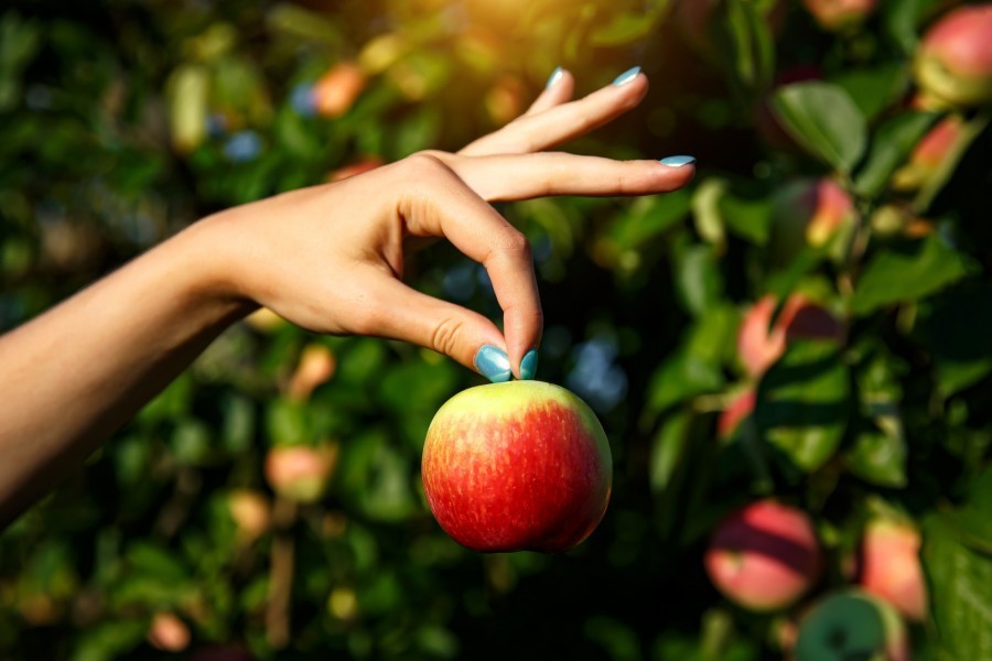 Quels sont les producteurs locaux présents à la fête de la pomme ?